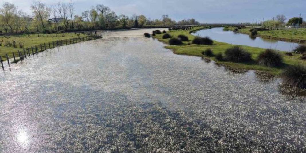 Baharın güzelliğine şahit olmak isteyenler buraya gidiyor: Su papatyaları, mandalar ve doğa… 4